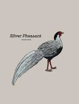 Silver Pheasant (Gallophasis nycthemerus) / vintage illustration Stock Illustration