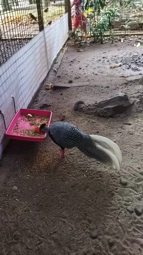 A silver pheasant, with its distinctive gray and white plumage, is feeding from  Stock Footage 307296505