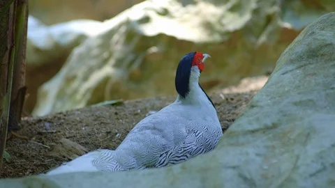 Silver pheasant is laying on a ground between stones in shadow Stock Footage 115068929