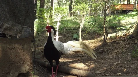 Silver pheasant in nature. Stock Footage 70057352