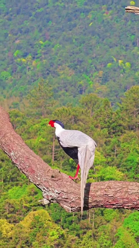 Silver pheasant perched on a tree branch overlooking a lush green forest Vidéo 334269230