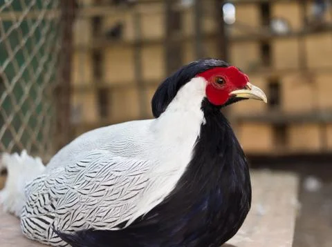 Silver pheasant Stock Photos