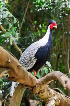 Silver pheasant Stock Photos