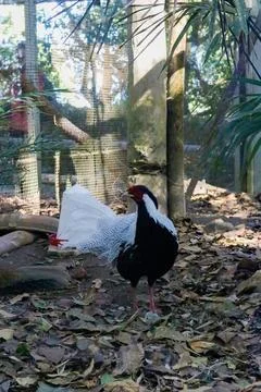 The silver pheasant Stock Photos