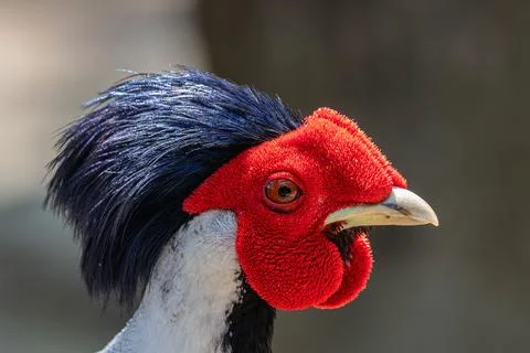 Silver pheasant portrait Stock Photos