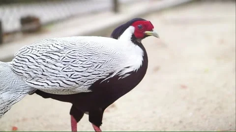 Silver pheasant with red marking around the eyes Stock Footage 50633093
