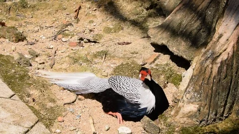 Silver pheasant relax on ground. Stock Footage 80514705