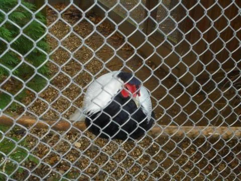 Silver pheasant resting on a perch inside a zoo aviary enclosure Foto stock