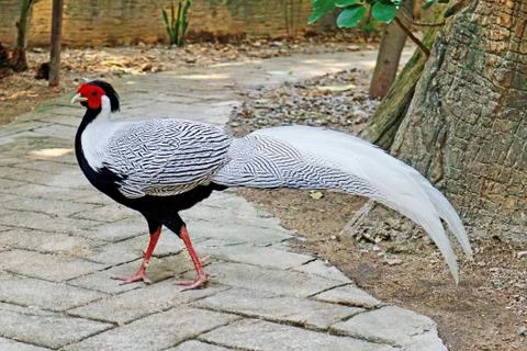Silver Pheasant Walking On The Ground Stock Photos