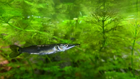 Silver pike swims under the surface of the water Stock Footage 163304175