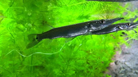 Silver pike swims under the surface of the water.Pikes hunt small fish Stockbeeldmateriaal 163682445