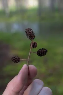 Silver pine cones in hand. Stockfoto's