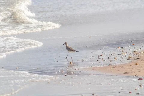 A Silver Plover on the Beach Stock Photos