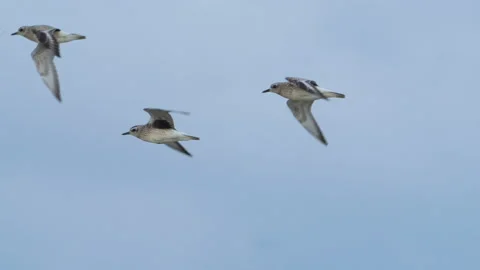 Silver plovers flight Stock Footage 161784923