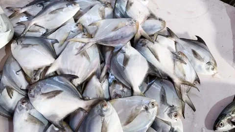 Silver pomfret fish laid out on table at seafood market retail display Stock Footage 334585044