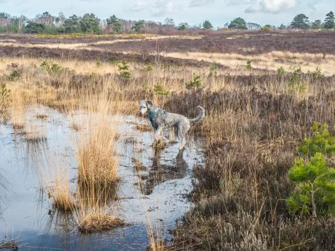 Silver poodle exploring pool on Chobham common Stock-Fotos
