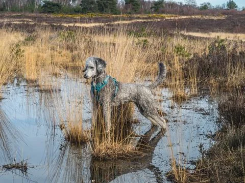 Silver poodle exploring pool on Chobham common Stock-Fotos