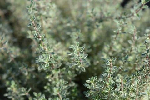 Silver Queen Lemon Thyme Stock Photos
