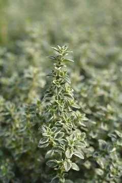 Silver Queen Lemon Thyme Stock Photos