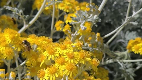 Silver Ragwort Jacobaea maritima in Bloom with bees. Wildflower Close Up. Bright Video stock 336462683
