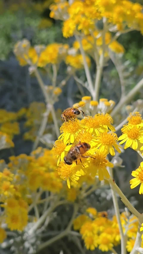 Silver Ragwort Jacobaea maritima in bloom with bees. Wild flower close up. Brigh Stock Footage 336559487