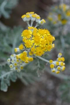 Silver ragwort Stock Photos