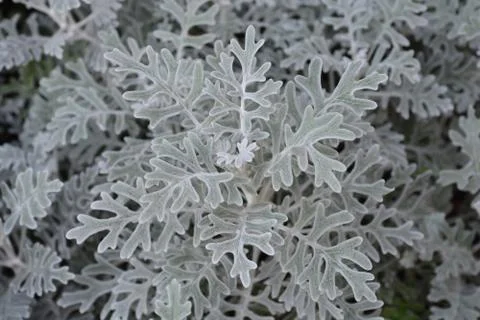 Silver ragwort Stock Photos