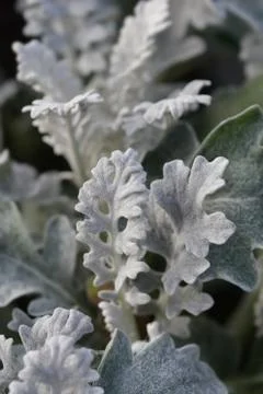 Silver ragwort Stock Photos