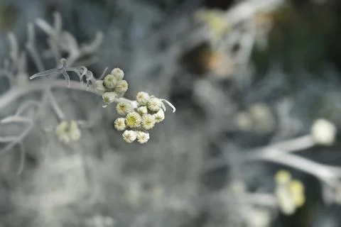 Silver ragwort Stock Photos