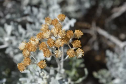 Silver ragwort Stock Photos