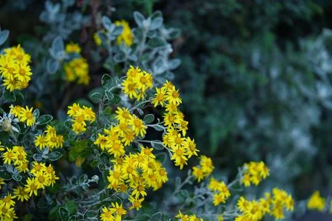 Silver ragwort Stock Photos