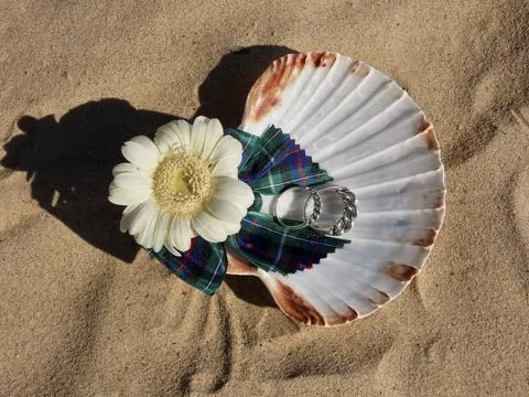 Silver rings on sea shell Stock Photos