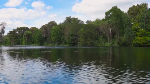 The Silver River at Silver Springs State Park - Florida, USA Stock Footage 169369417