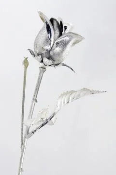 Silver rose Stock Photos