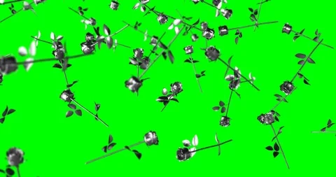 Silver roses falling slow motion Stock Footage 102079744