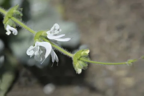 Silver sage Stock Photos