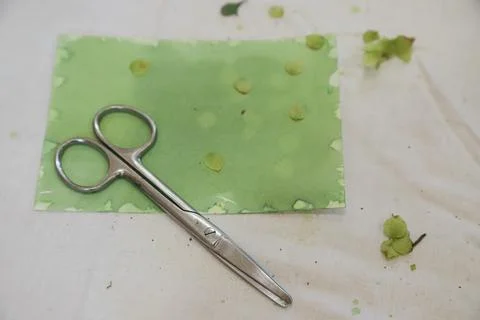Silver scissors rest on a piece of green paper scattered with small leaves sh Stock Photos