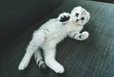 Silver Scottish Fold kitten Stock Photos