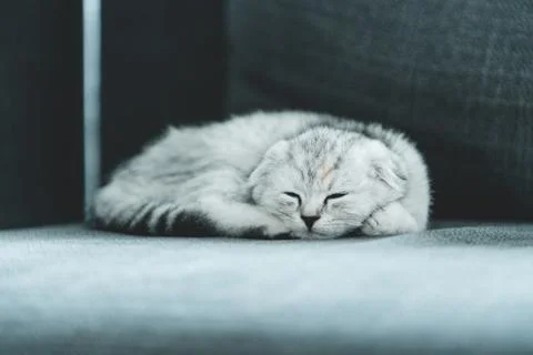 Silver Scottish Fold kitten Stock Photos