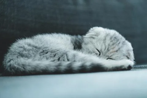 Silver Scottish Fold kitten Stock Photos