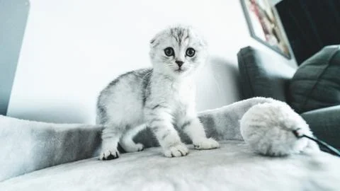Silver Scottish Fold kitten Stock Photos
