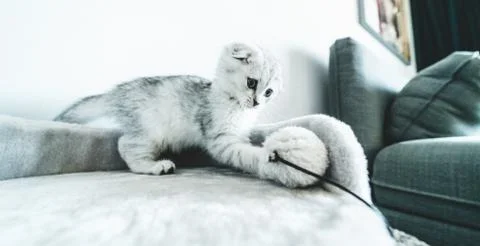 Silver Scottish Fold kitten Stock Photos