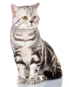 Silver scottish kitten Stock Photos