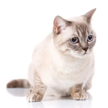 Silver scottish kitten Stock Photos