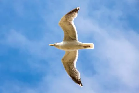 Silver seagull in flight against a blue sky background Stock Photos