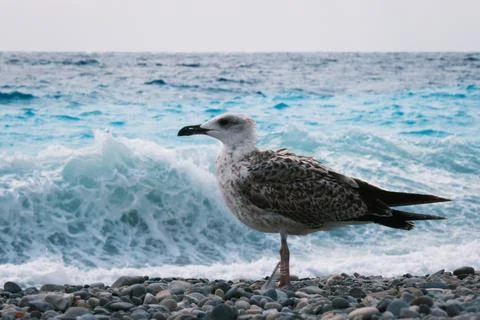 Silver seagull posing on a rocks on the beach, sea gull bird in profile. Photos