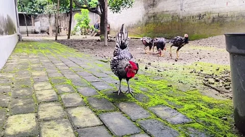 Silver Sebright rooster is crowing, breed originated in England Stock Footage 310010530