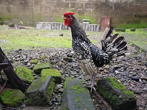 Silver Sebright rooster is crowing, breed originated in England Stock Photos