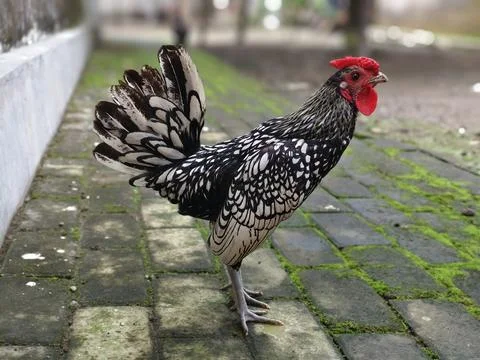 Silver Sebright rooster is crowing, breed originated in England Stock Photos
