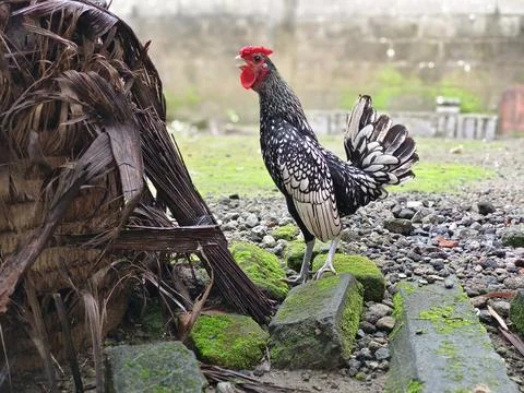 Silver Sebright rooster is crowing, breed originated in England Stock Photos